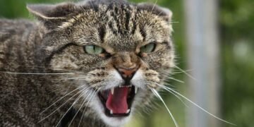 Небезпека для домашніх улюбленців: у Києві зафіксували сказ