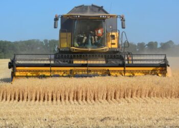 USDA переглянуло прогноз щодо українського зерна: головні цифри