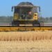 USDA переглянуло прогноз щодо українського зерна: головні цифри