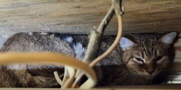Війна забирає в них дім і людей: що стається з тваринами після російських ударів по Києву