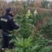 Наркоплантація на Київщині: поліція розкрила подробиці