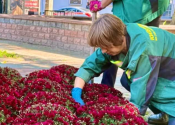 Квітуча краса осені в центрі Києва: що посадили озеленювачі, – ФОТО